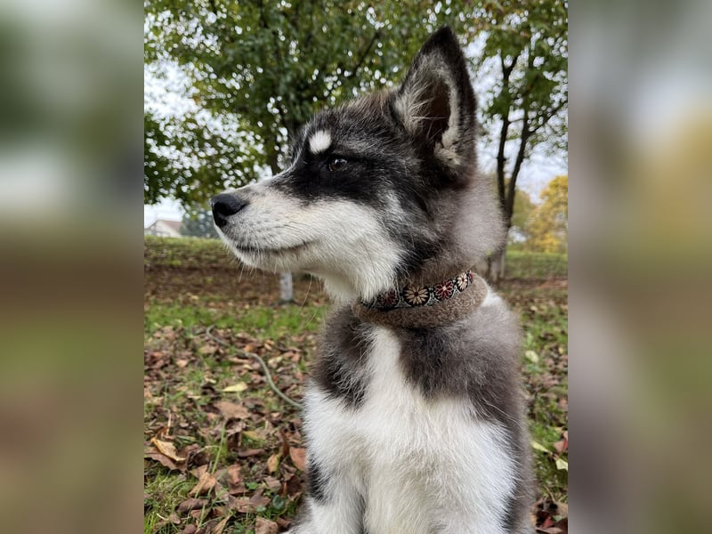 Samia braucht ein Zuhause