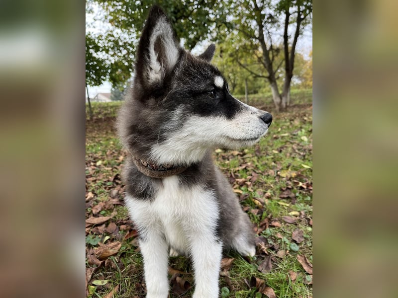 Samia braucht ein Zuhause