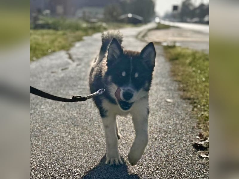 Samia braucht ein Zuhause