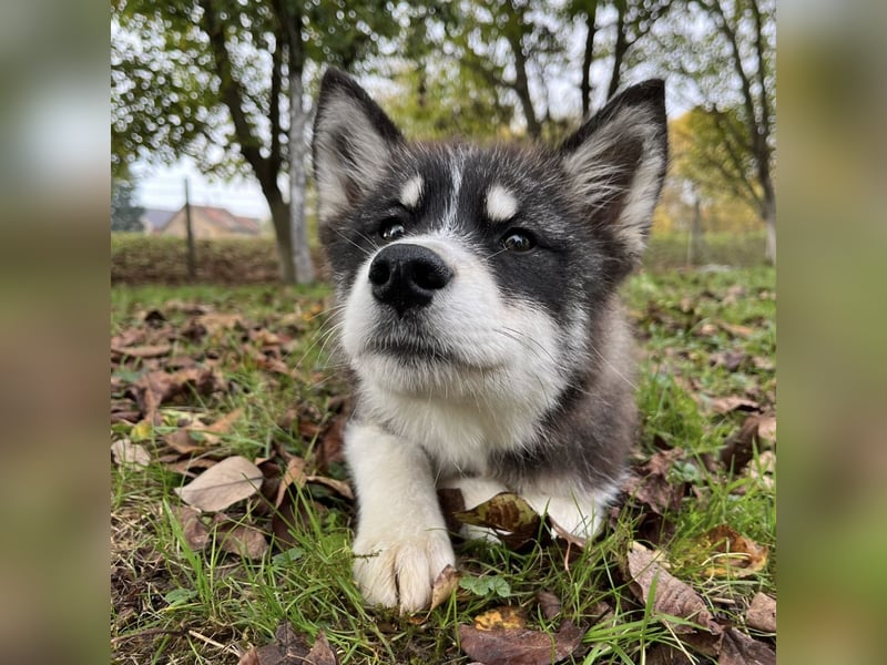 Samia braucht ein Zuhause