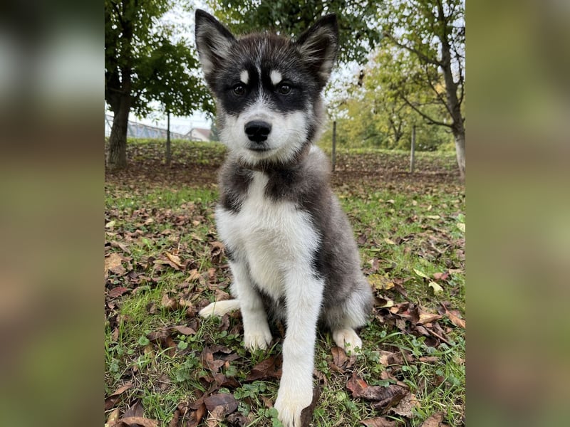 Samia braucht ein Zuhause