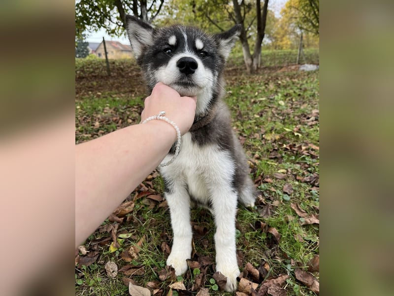 Samia braucht ein Zuhause