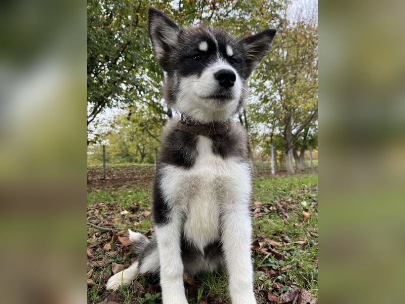 Samia braucht ein Zuhause