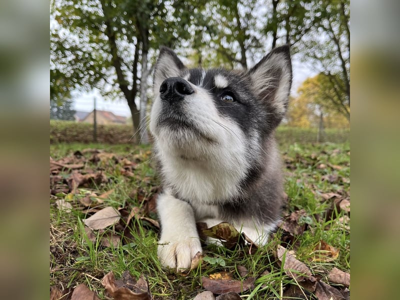 Samia braucht ein Zuhause