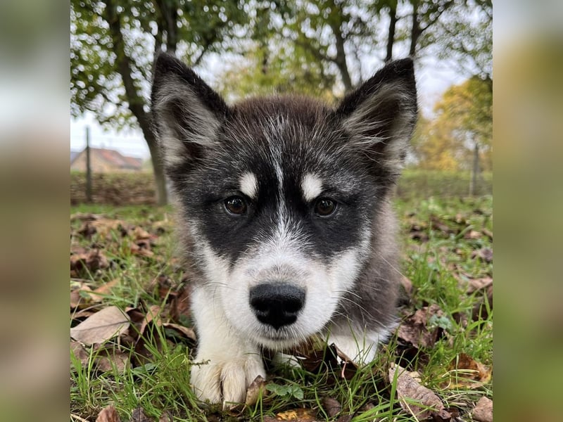 Samia braucht ein Zuhause