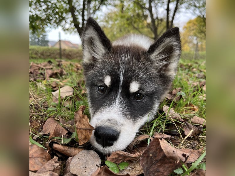 Samia braucht ein Zuhause