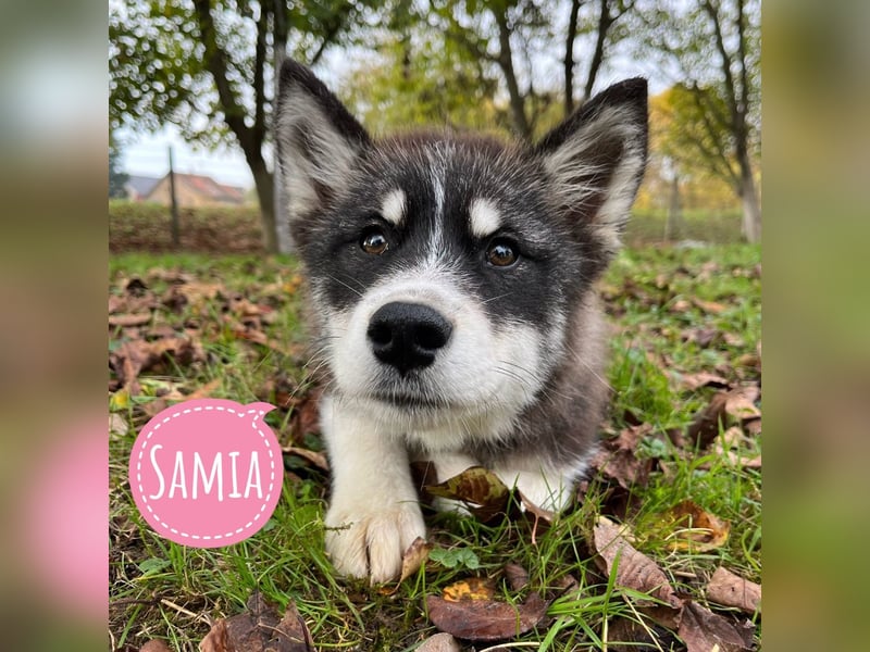 Samia braucht ein Zuhause