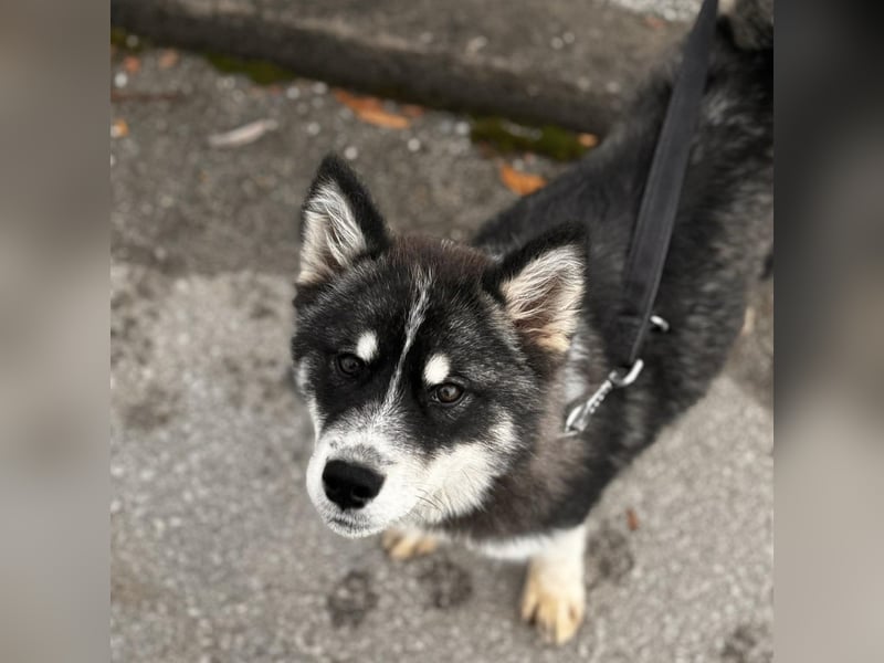 Samia braucht ein Zuhause