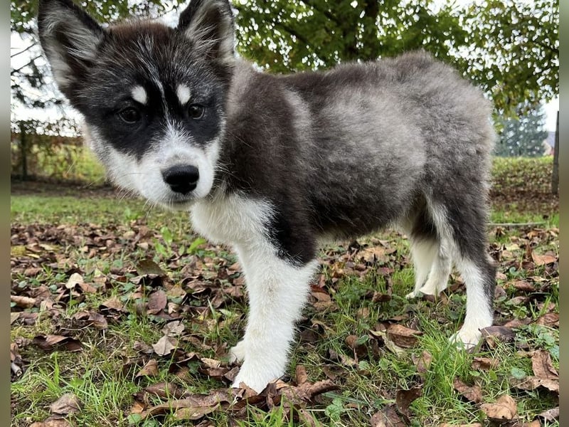 Samia braucht ein Zuhause