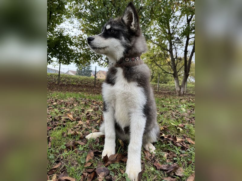 Samia braucht ein Zuhause