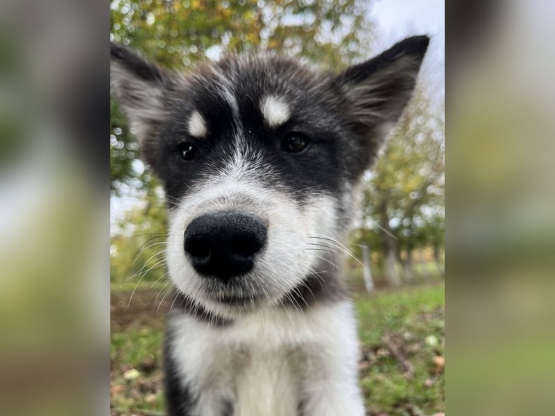 Samia braucht ein Zuhause