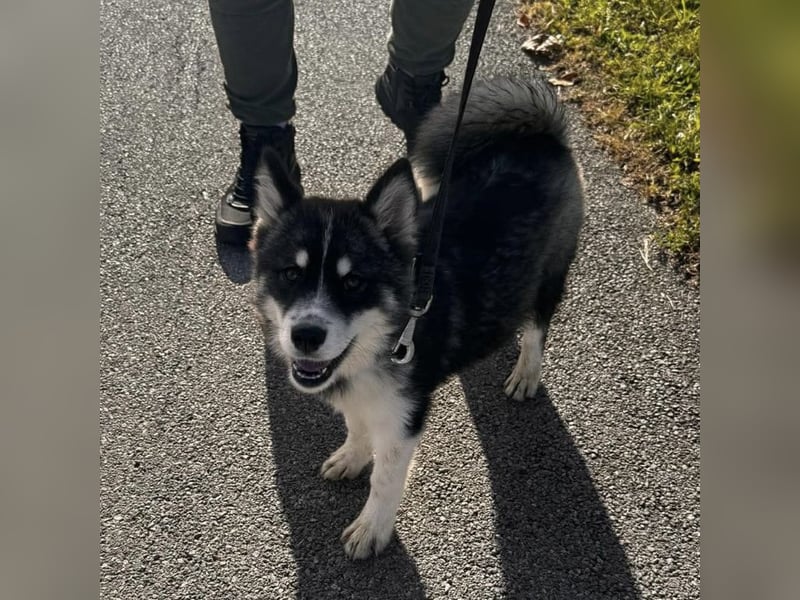 Samia braucht ein Zuhause