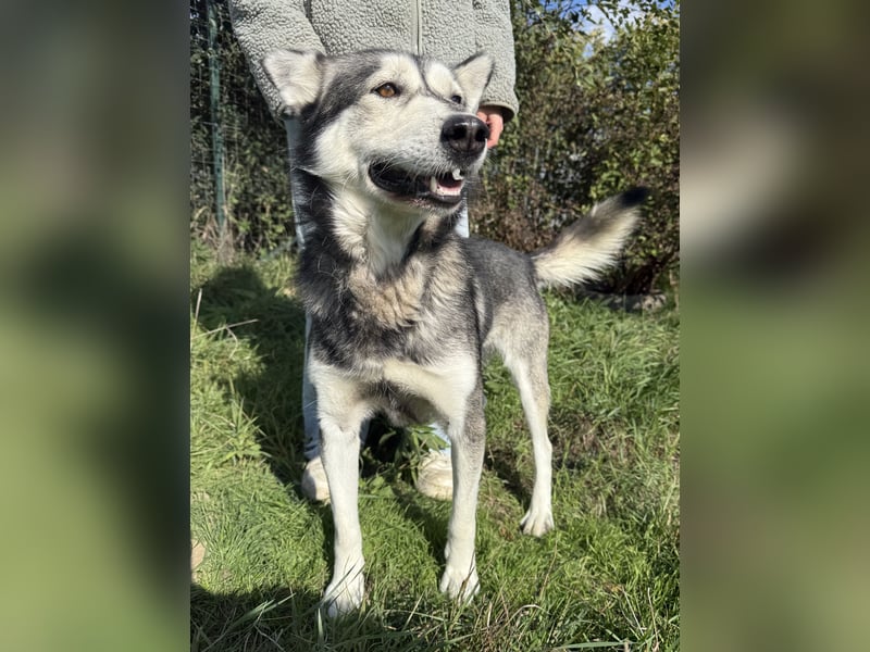 Carlos - ganz besonderer Hundemann sucht ein Zuhause