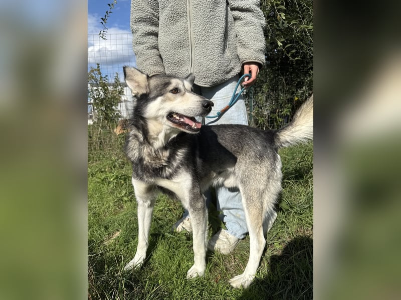 Carlos - Husky Fans aufgepasst