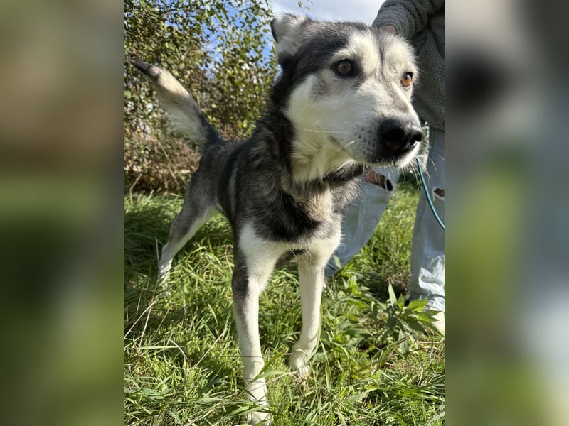 Carlos - ganz besonderer Hundemann sucht ein Zuhause