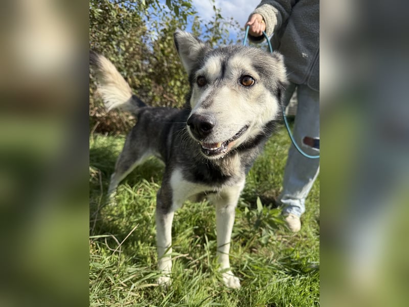 Carlos - ganz besonderer Hundemann sucht ein Zuhause