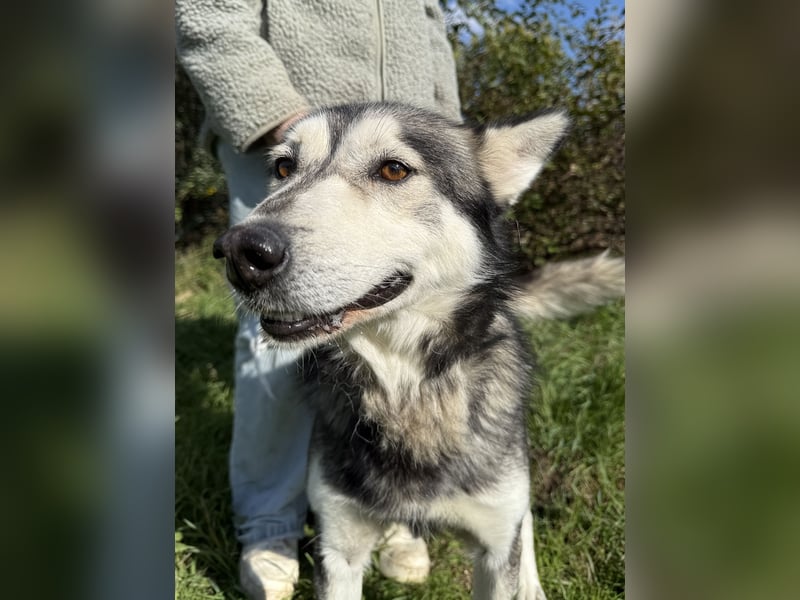 Carlos - ganz besonderer Hundemann sucht ein Zuhause