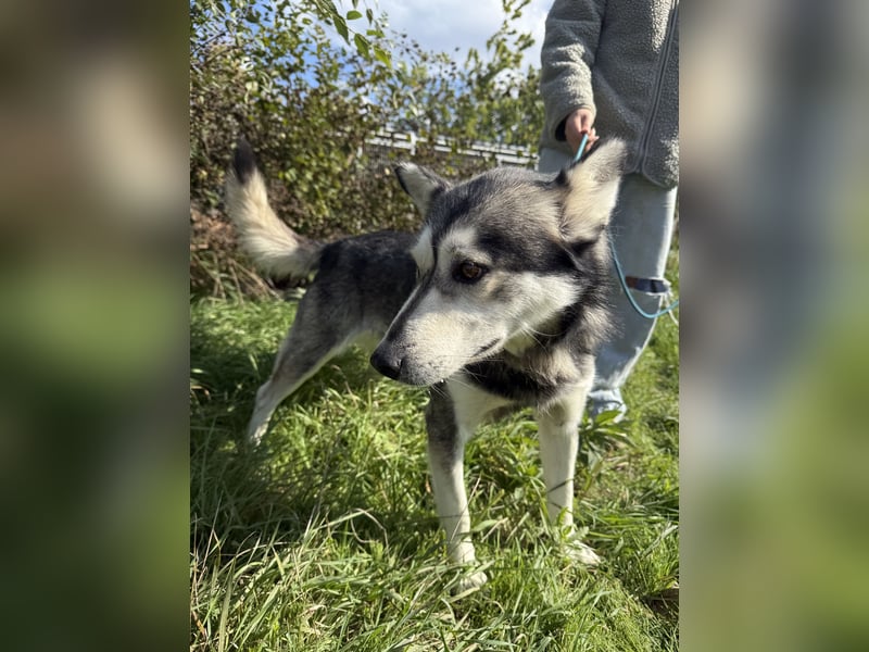 Carlos - Husky Fans aufgepasst