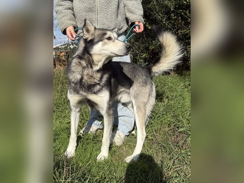 Carlos - ganz besonderer Hundemann sucht ein Zuhause