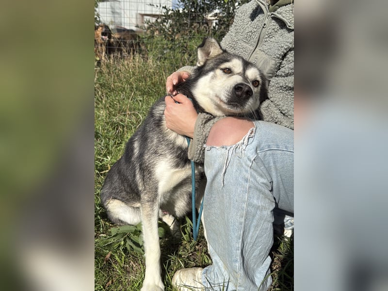 Carlos- Husky Fans aufgepasst