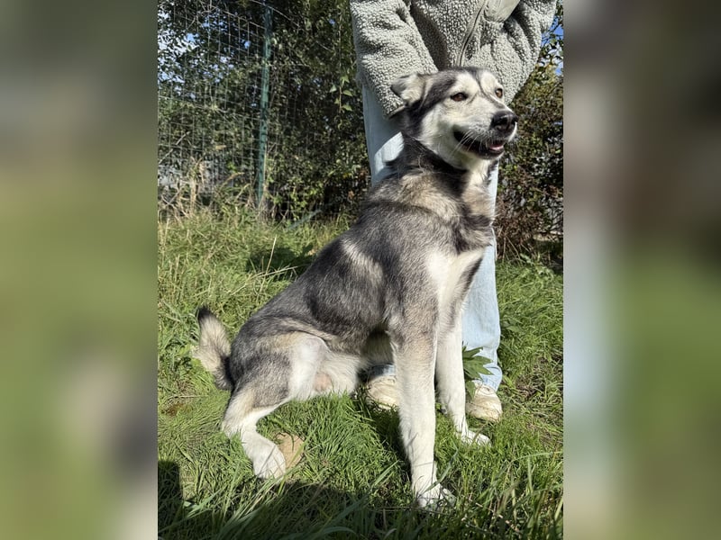Carlos sucht ein Zuhause, in dem er bleiben darf