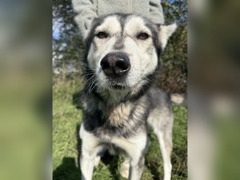 Carlos- Husky Fans aufgepasst