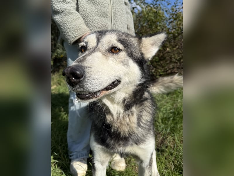 Carlos - Husky Fans aufgepasst