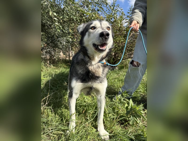 Carlos- Husky Fans aufgepasst