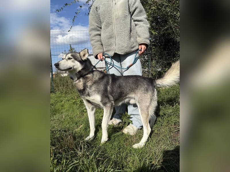 Carlos sucht ein Zuhause, in dem er bleiben darf