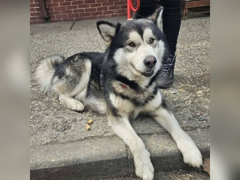 Kenai sucht aktive Menschen