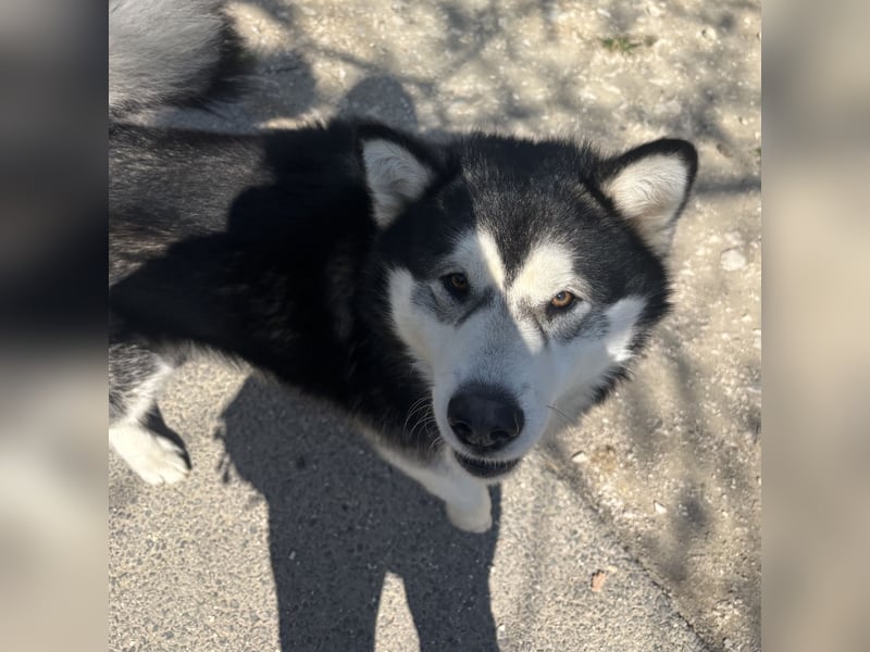 Kenai sucht aktive Menschen