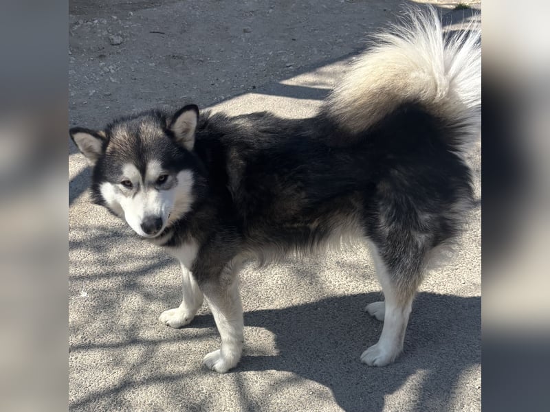 Kenai sucht aktive Menschen