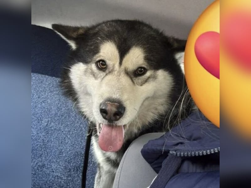 Kenai sucht aktive Menschen