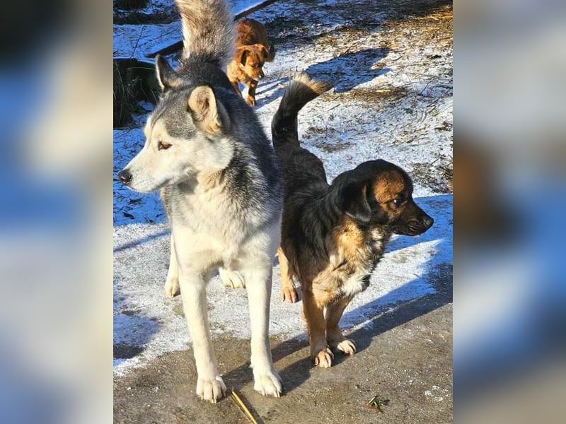 RHANJA gerettet aus Horror Tötung Slatina, Ostern'22