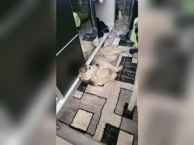 RHANJA gerettet aus Horror Tötung Slatina, Ostern'22