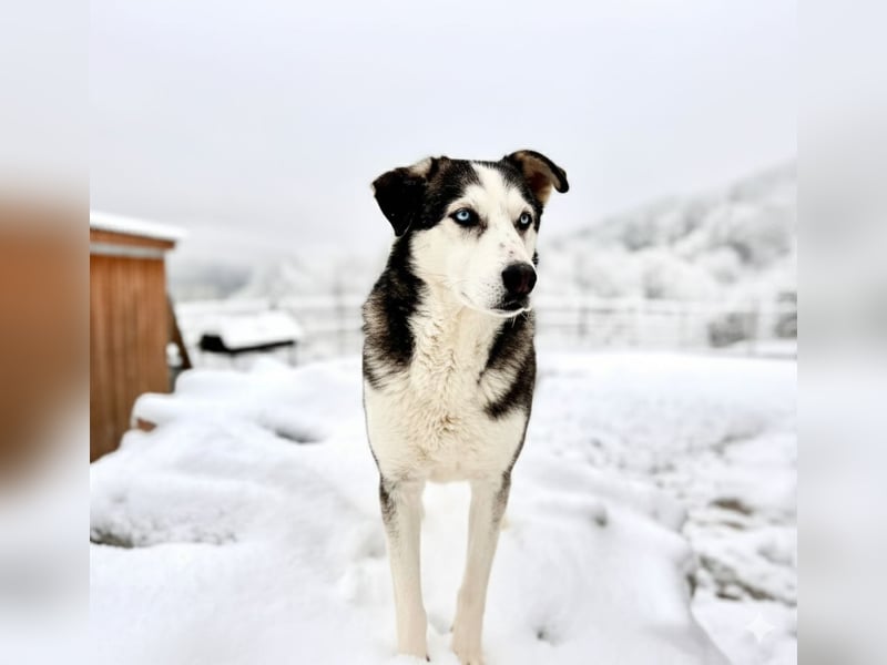 Husky / Malamut Mix 2022 geb. Sucht ein neues Zuhause