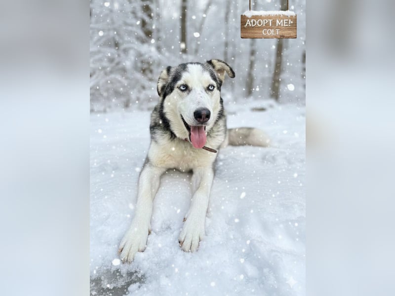 Husky / Malamut Mix 2022 geb. Sucht ein neues Zuhause