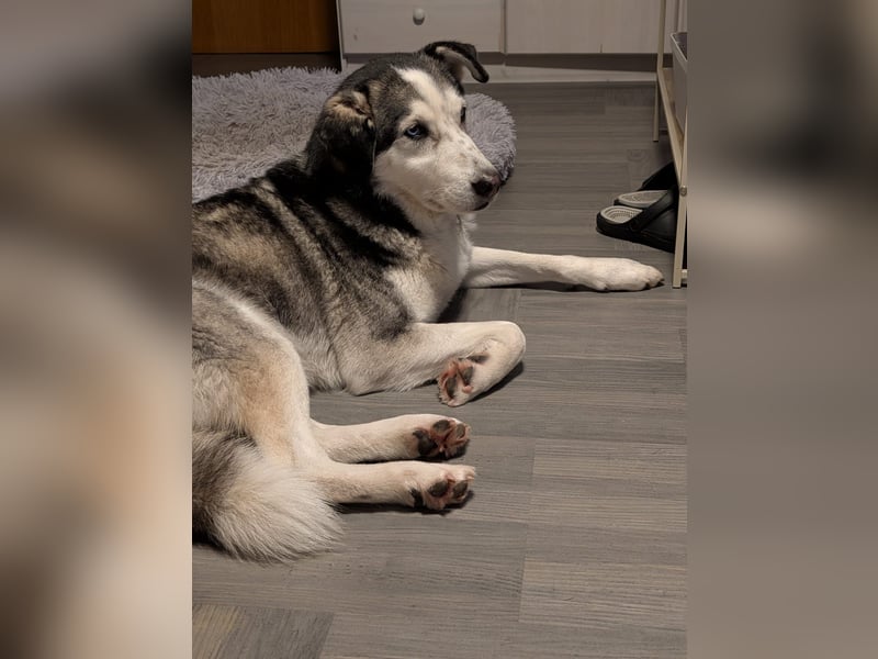 Husky / Malamut Mix 2022 geb. Sucht ein neues Zuhause