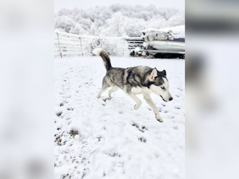 Husky / Malamut Mix 2022 geb. Sucht ein neues Zuhause