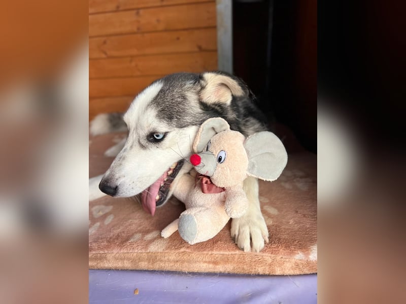 Husky / Malamut Mix 2022 geb. Sucht ein neues Zuhause