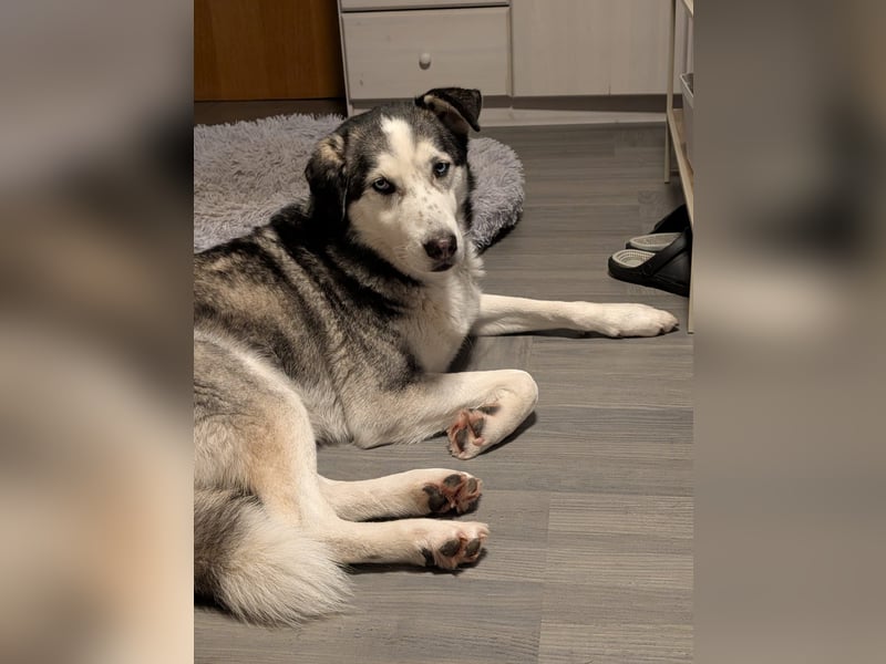 Husky / Malamut Mix 2022 geb. Sucht ein neues Zuhause