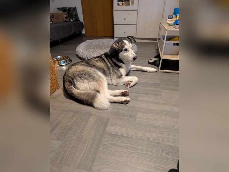 Husky / Malamut Mix 2022 geb. Sucht ein neues Zuhause