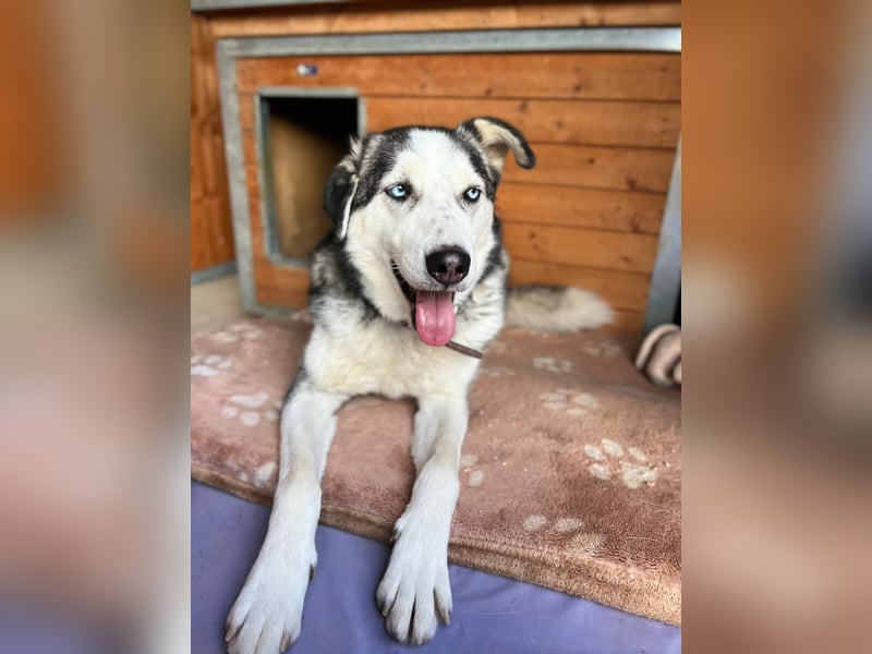 Husky / Malamut Mix 2022 geb. Sucht ein neues Zuhause