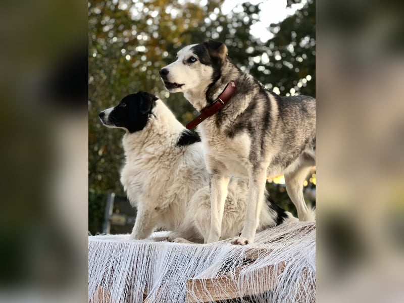 Husky / Malamut Mix 2022 geb. Sucht ein neues Zuhause