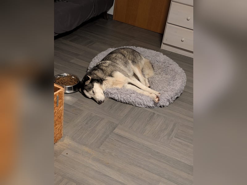 Husky / Malamut Mix 2022 geb. Sucht ein neues Zuhause
