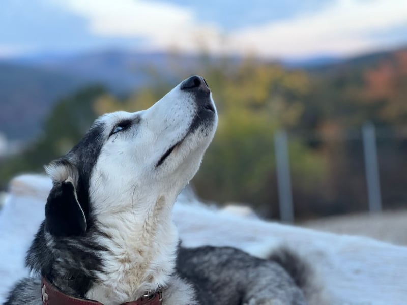 Husky / Malamut Mix 2022 geb. Sucht ein neues Zuhause