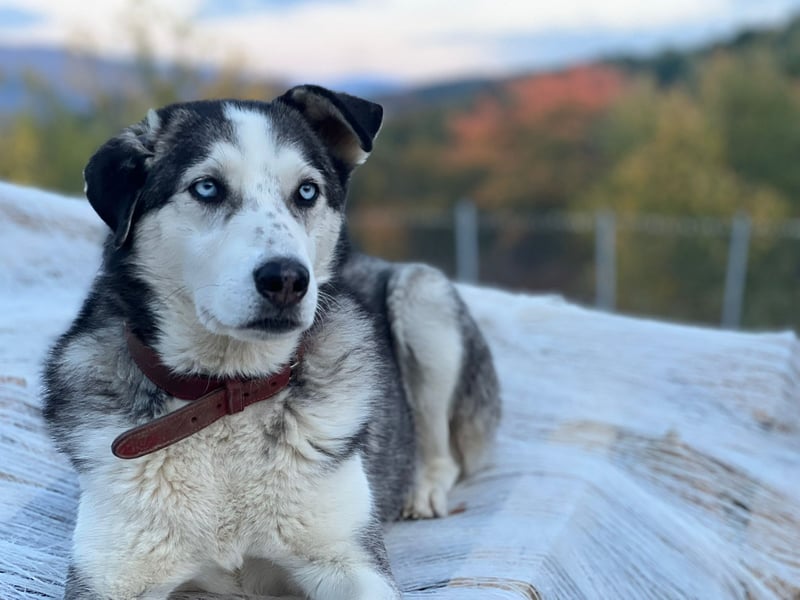 Husky / Malamut Mix 2022 geb. Sucht ein neues Zuhause