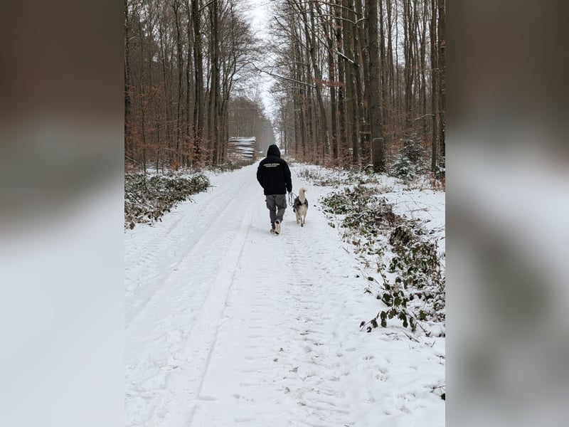 Husky / Malamut Mix 2022 geb. Sucht ein neues Zuhause