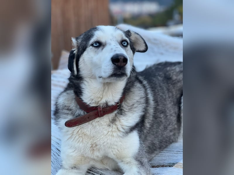 Husky / Malamut Mix 2022 geb. Sucht ein neues Zuhause