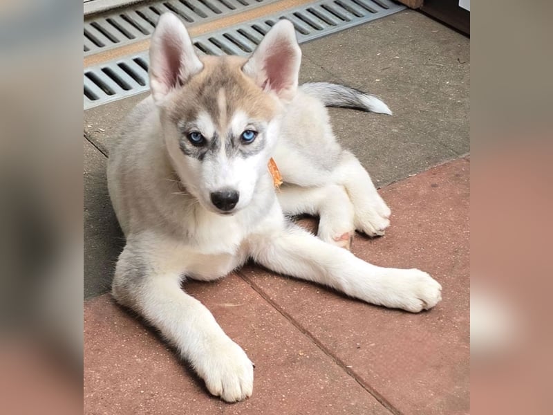 Reinrassige Huskywelpen (Sibirian Husky und Alaskan Malamute)